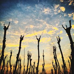 Low angle view of silhouette bare trees against sky during sunset