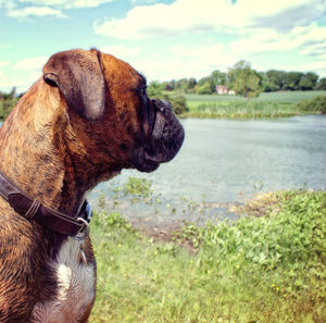 Close-up of dog by lake against sky