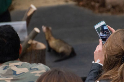 Rear view of people photographing