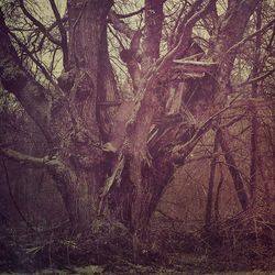 Bare trees in forest
