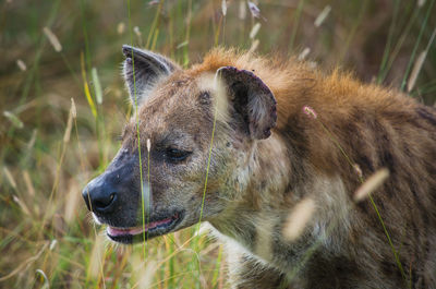 Close-up of a dog looking away