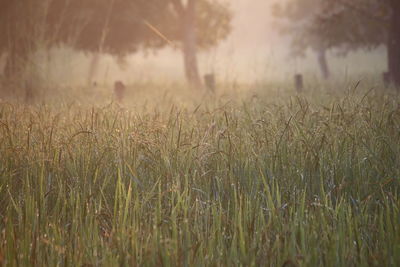 Crops growing on field