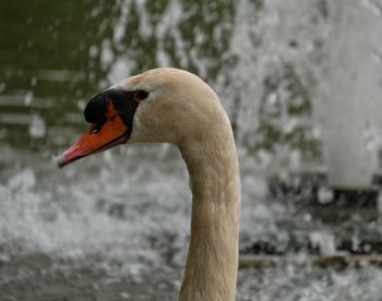 Close-up of swan in lake