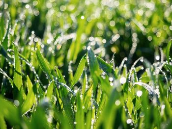 Close-up of wet plants during rainy season