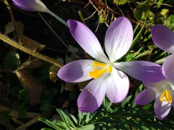 Close-up of purple crocus flowers