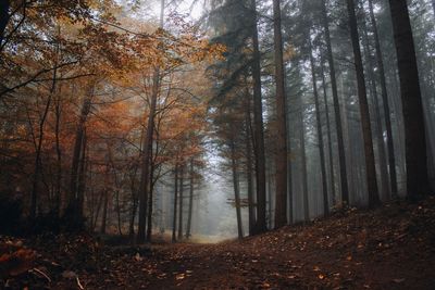 Trees in forest during autumn