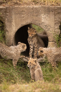 Young cheetahs inside concrete pipe