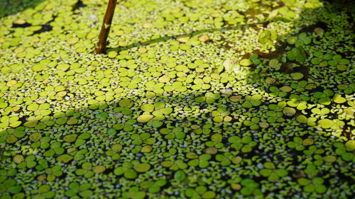 High angle view of leaves floating on pond