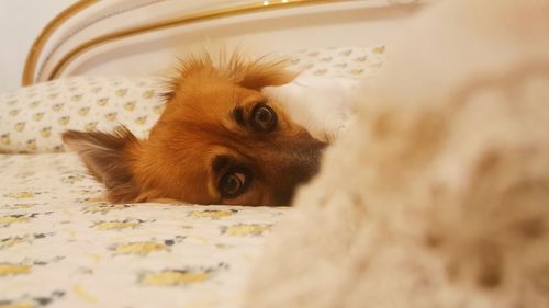 Close-up portrait of a dog