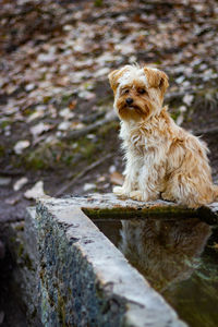 Portrait of dog sitting outdoors