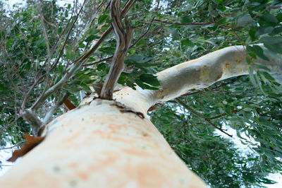 Low angle view of lizard on tree in forest