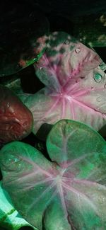 High angle view of pink leaves on plant