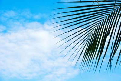 Low angle view of palm tree against sky