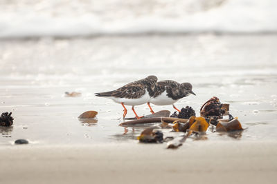 View of birds on beach