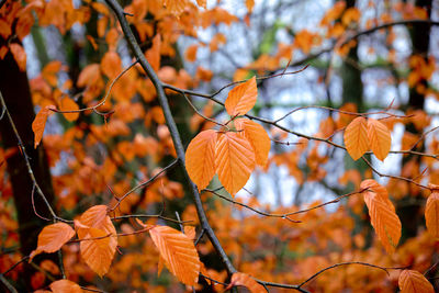 Close-up of autumn tree