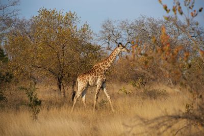 Side view of giraffe on field against sky