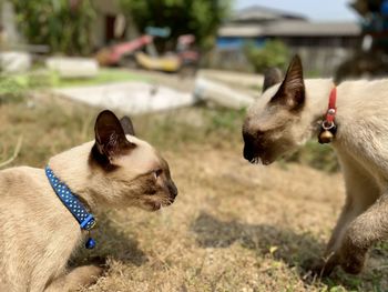 Close-up of two cats