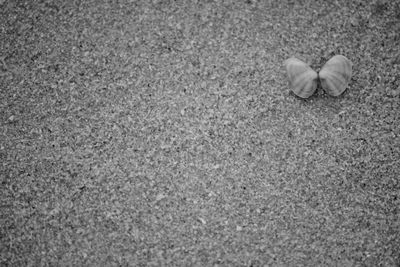 High angle view of shells on sand