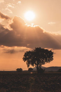 Tree on field against sky during sunset