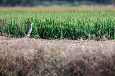 Javan pond heron, ardeola speciosa, stalking prey in rice field, bird in paddy field, shallow focus