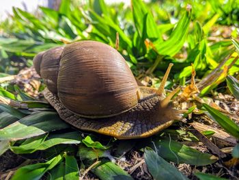 Close-up of snail on land