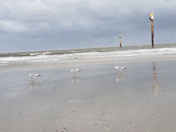 View of seagulls on beach