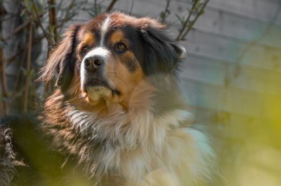 Close-up of dog looking away