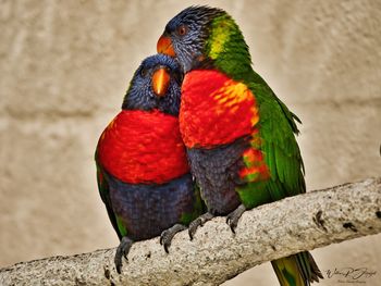 Close-up of parrot perching on branch