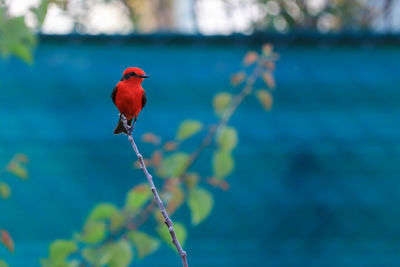 Close-up of bird perching on plant