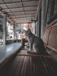 A cute cat is sitting in a chair.