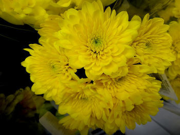 Close-up of sunflower