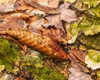 High angle view of maple leaves on land