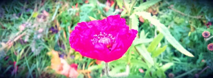 Close-up of purple flower blooming outdoors
