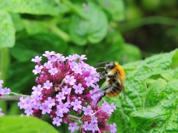 Close-up of bee pollinating on purple flower