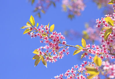 Low angle view of cherry blossoms against blue sky