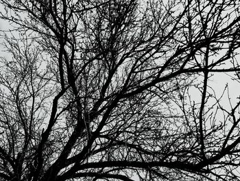 Low angle view of tree against sky