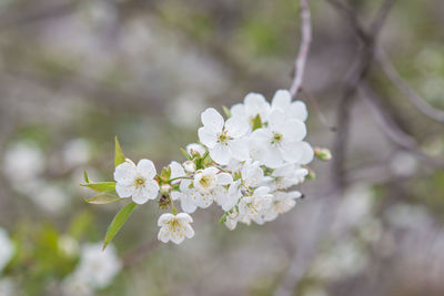 Close-up of white cherry blossom tree