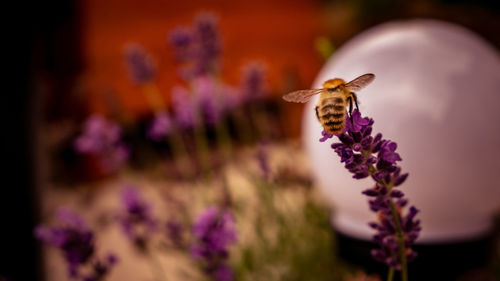 Close-up of bee pollinating on lavender