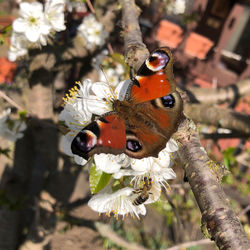 Close-up of butterfly on flower