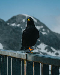 Bird perching on railing