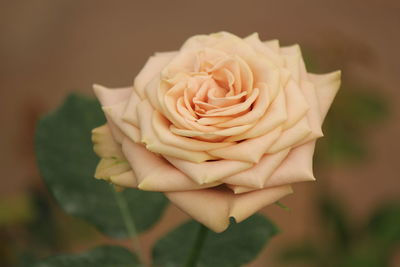 Close-up of rose flower