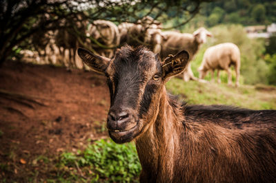 Goat and sheep resting on grassy field