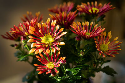 Close-up of red flowering plant