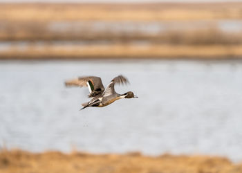 Pintail duck flying