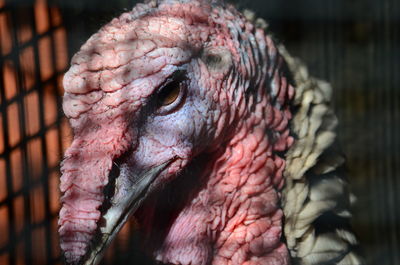 Close-up of bird in cage