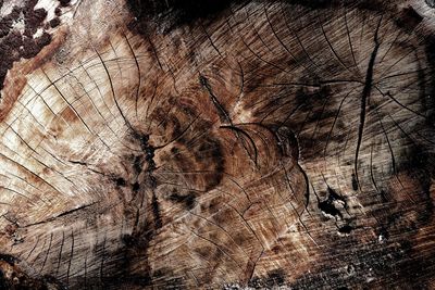 Full frame shot of tree trunk