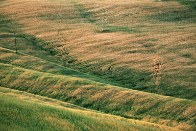 Scenic view of agricultural field