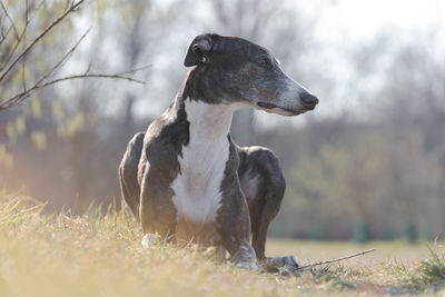 Close-up of dog on field