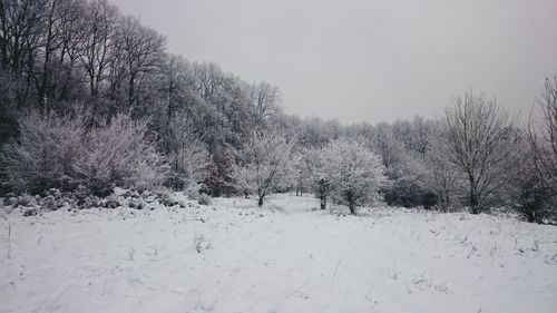 Bare trees against clear sky during winter