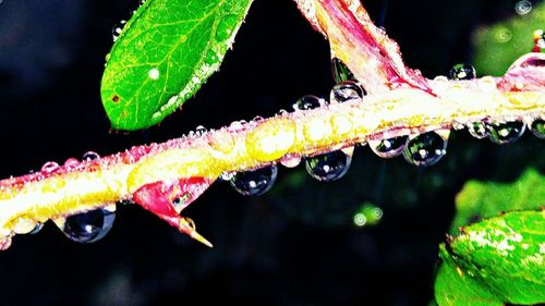 Close-up of wet leaf on plant